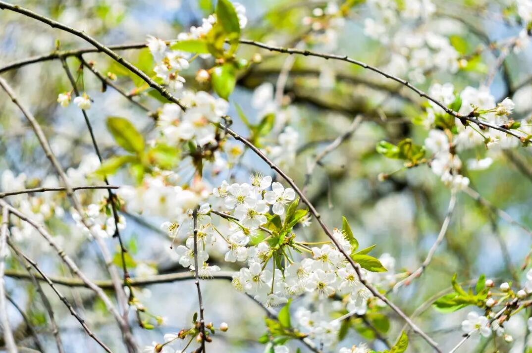 三月春意昂·結(jié)伴探春風——君林企業(yè)踏青活動掠影 